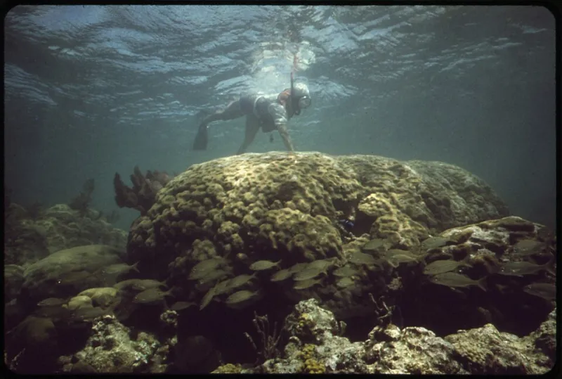 Debaixo d'Água Também Tem Paraíso: O Que Você Vai Encontrar nos Recifes de Ilha do Camarão