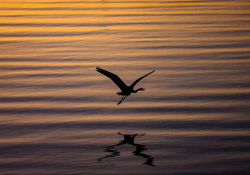 Olhos no Céu: Onde e Como Observar Pássaros e Pôr do Sol em Ilha do Camarão