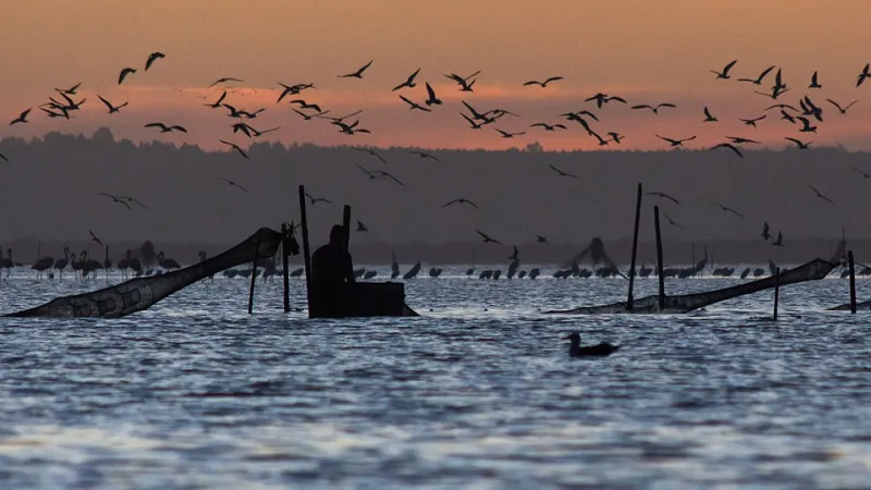 Redes, Maré e Memória: Como a Pesca Artesanal Moldou a Alma de Ilha do Camarão